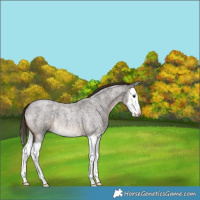 Horse Color:Liver Red Roan Splash 