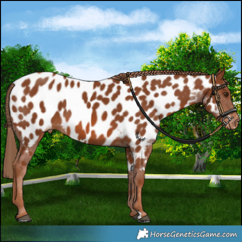 Horse Color:Chestnut Appaloosa
