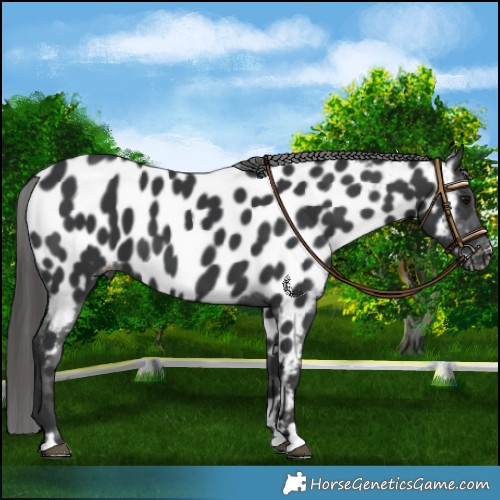 Horse Color:Black Appaloosa 