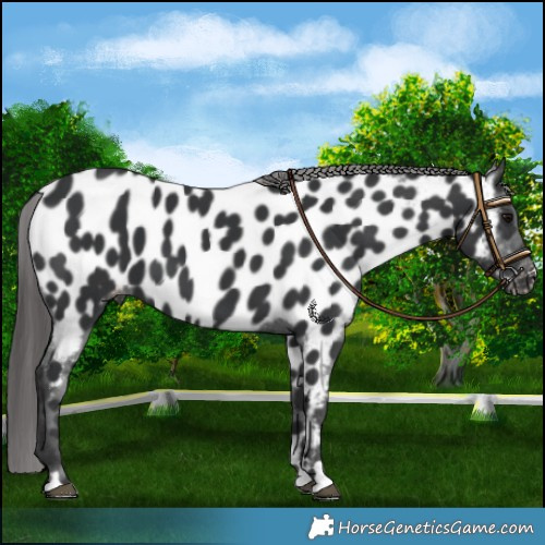 Horse Color:Black Near Leopard 
