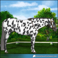 Horse Color:Black Near Leopard