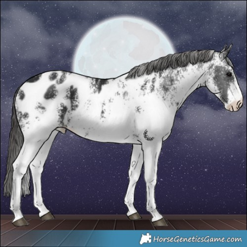 Horse Color:White Spotted Black Appaloosa