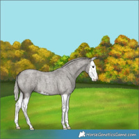 Horse Color:Silver Smoky Blue Roan Splash 