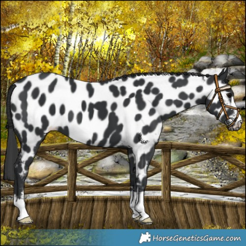 Horse Color:Black Near Leopard 