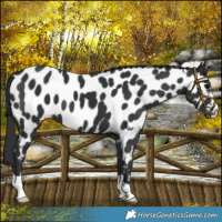 Horse Color:Black Appaloosa