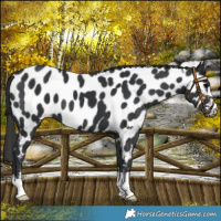 Horse Color:Black Near Leopard 