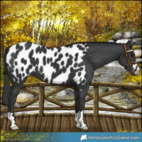 Horse Color:Black Near Leopard 
