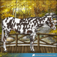 Horse Color:White Spotted Liver Chestnut Leopard 
