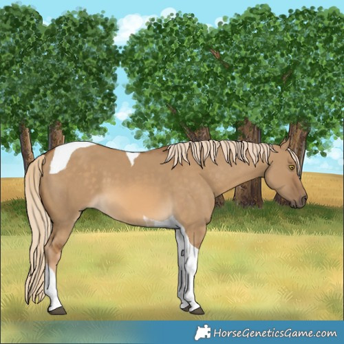 Horse Color:Chocolate Palomino Dun Tobiano 