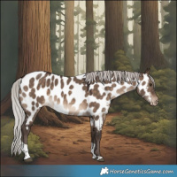 Horse Color:Silver Brown Dun Tobiano Appaloosa