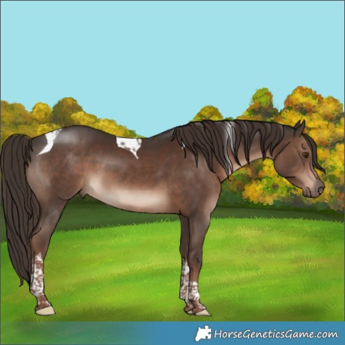 Horse Color:Liver Chestnut Tobiano