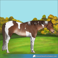 Horse Color:Liver Chestnut Tobiano Rabicano 