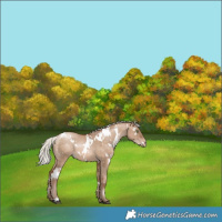 Horse Color:White Spotted Silver Brown Pearl Dun 