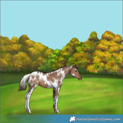 Horse Color:White Spotted Liver Red Dun 