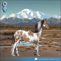 Horse Color:White Spotted Liver Red Dun 