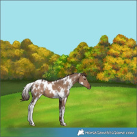 Horse Color:White Spotted Liver Red Dun 