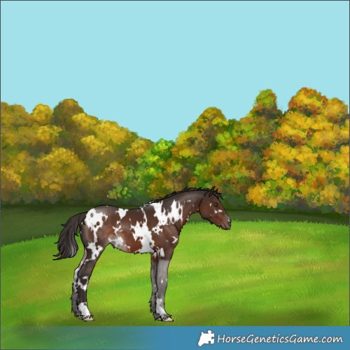 Horse Color:White Spotted Liver Chestnut 
