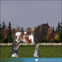 Horse Color:White Spotted Liver Chestnut 