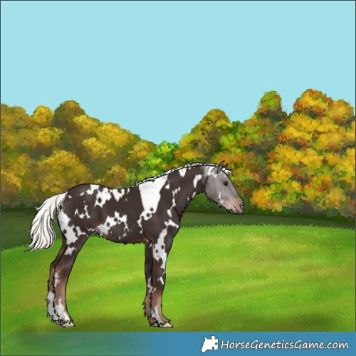 Horse Color:White Spotted Liver Chestnut Mushroom 