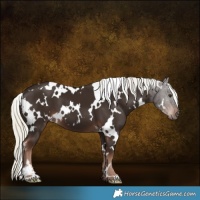Horse Color:White Spotted Liver Chestnut Mushroom