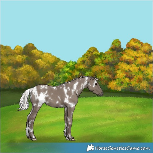 Horse Color:White Spotted Silver Grullo Mushroom 