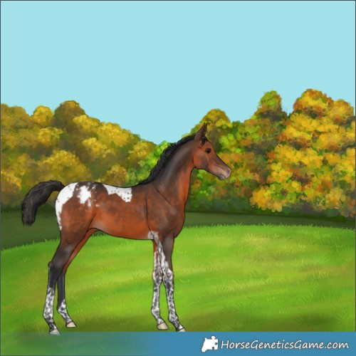 Horse Color:Brown Tobiano Appaloosa 