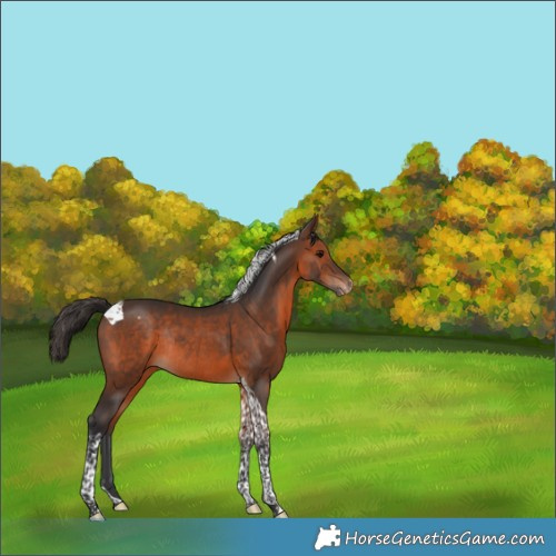 Horse Color:Brown Tobiano Appaloosa Rabicano 