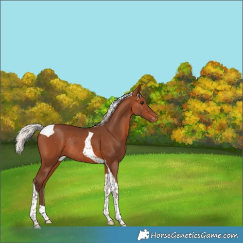 Horse Color:Silver Brown Tobiano Appaloosa Rabicano 
