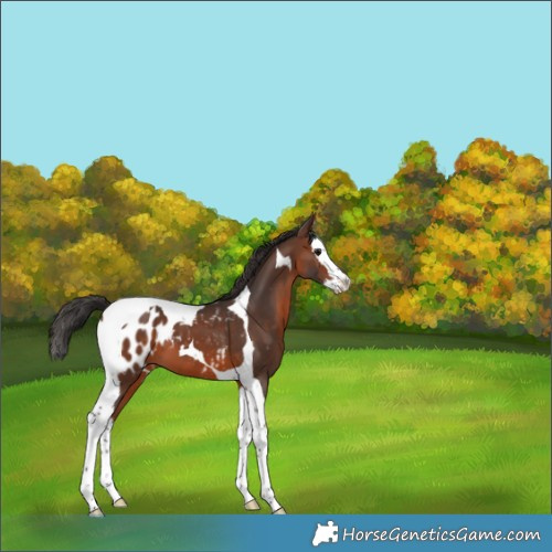 Horse Color:Brown Splash Tobiano Appaloosa 