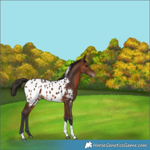 Horse Color:Brown Tobiano Appaloosa 