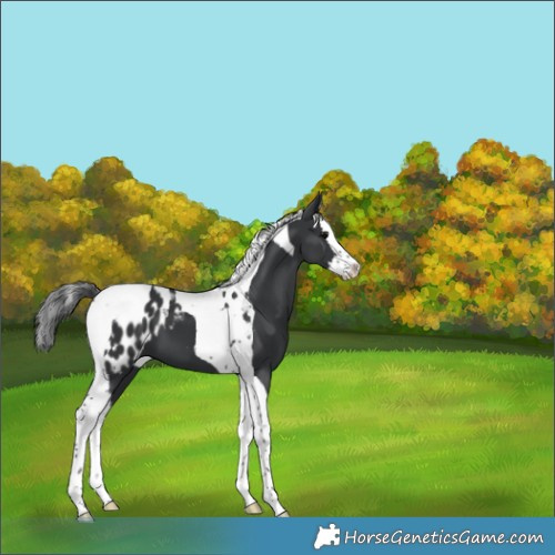 Horse Color:Black Splash Tobiano Appaloosa 