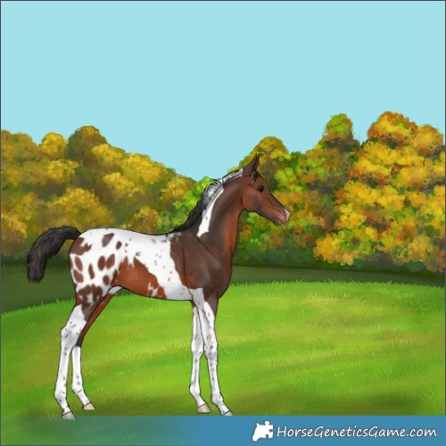 Horse Color:Brown Tobiano Appaloosa 