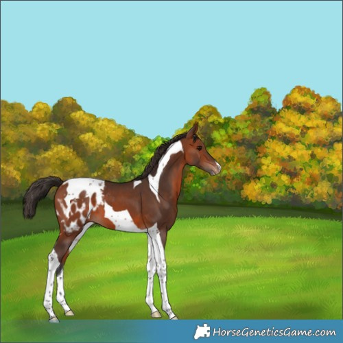 Horse Color:Bay Tobiano Appaloosa 