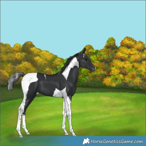 Horse Color:Black Tobiano Appaloosa 