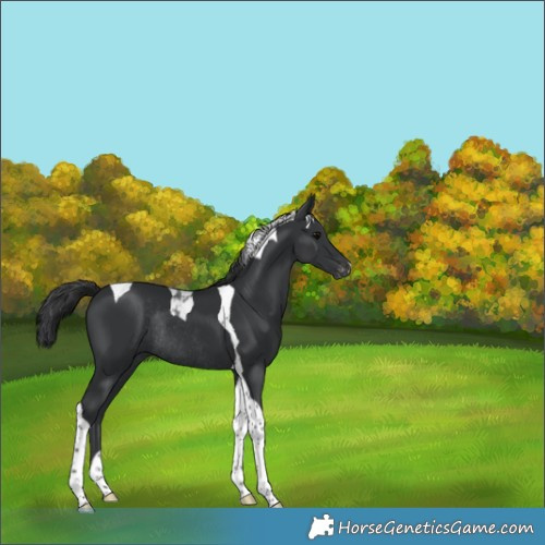 Horse Color:Black Tobiano Appaloosa Rabicano 