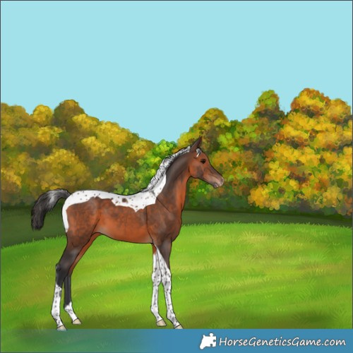 Horse Color:Brown Tobiano Appaloosa 