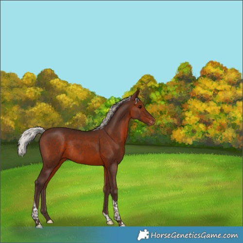 Horse Color:Silver Brown Tobiano Appaloosa Rabicano 
