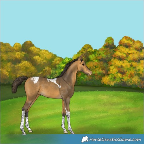 Horse Color:Buckskin Tobiano Varnish Rabicano 
