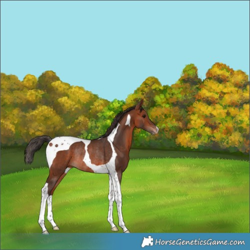 Horse Color:Bay Tobiano Varnish Rabicano 
