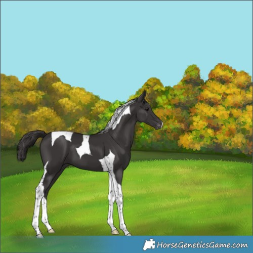 Horse Color:Smoky Black Tobiano Varnish 