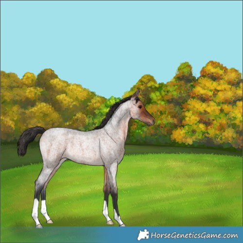 Horse Color:Brown Roan Rabicano 