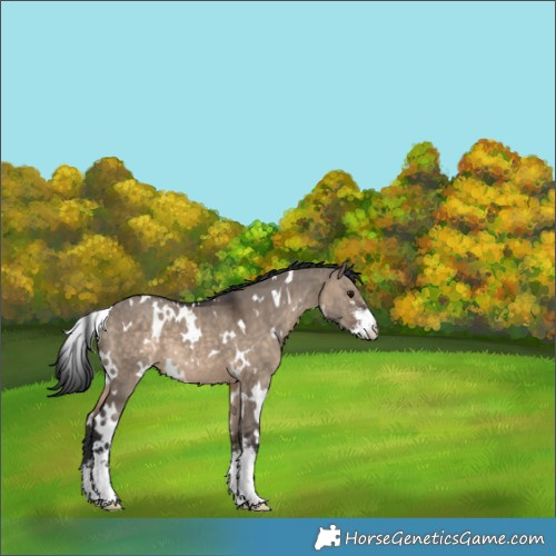 Horse Color:White Spotted Brown Dun Sabino 
