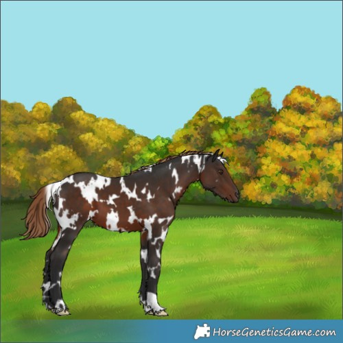 Horse Color:White Spotted Liver Chestnut 