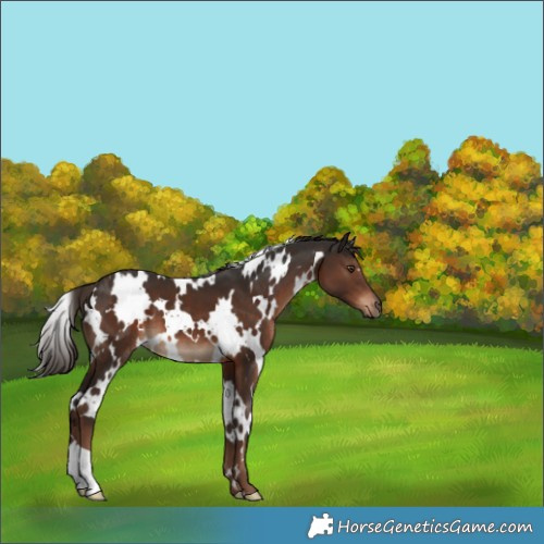 Horse Color:White Spotted Liver Chestnut 