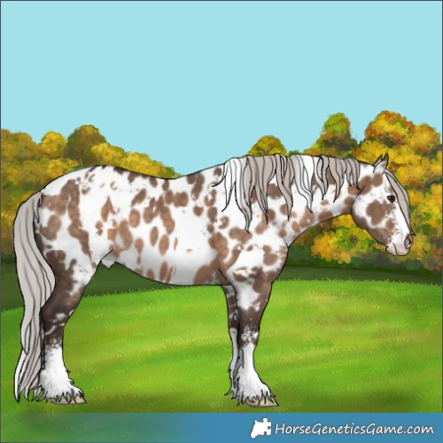 Horse Color:White Spotted Silver Brown Dun Sabino Appaloosa 