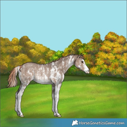 Horse Color:Liver Red Dun Sabino Rabicano 
