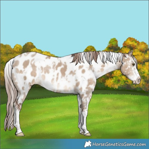 Horse Color:White Spotted Liver Red Dun Sabino Near Leopard 