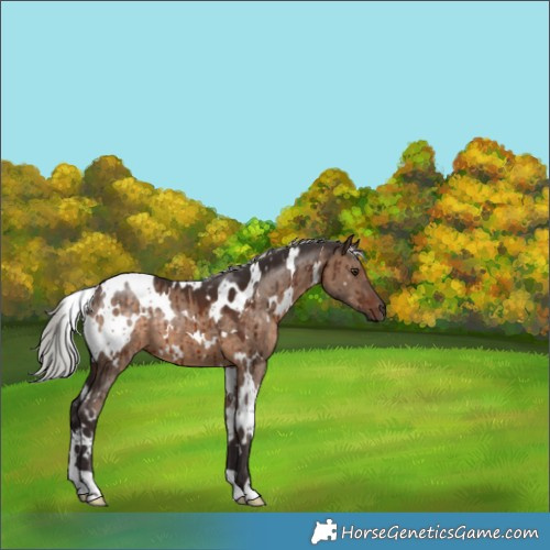 Horse Color:White Spotted Silver Brown Dun Brindle 