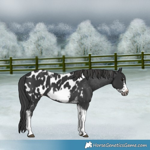 Horse Color:Black Tobiano Frame Appaloosa 