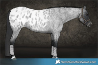 Horse Color:Blue Roan Appaloosa 